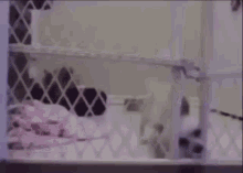 Dog Trying To Escape The Fence But Fails GIF - Dog Trying To Escape The Fence But Fails GIFs