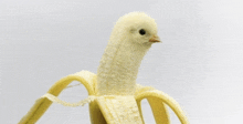 Banana Bird GIF - Banana Bird Banana Bird GIFs