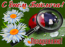 a ladybug is being examined through a magnifying glass on a green background