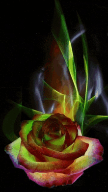 Rose Bloom GIF - Rose Bloom Magical GIFs