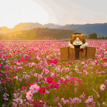 a cardboard box in a field of pink flowers with mountains in the background