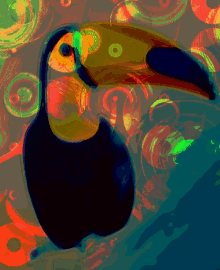 Toucan GIF