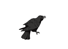 Crow Corvo GIF - Crow Corvo GIFs