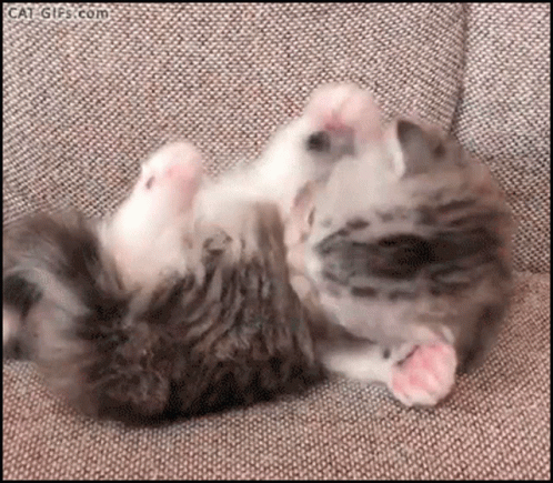 Meowy Gifs with Fluff Collective