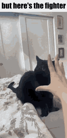But Heres The Jinx GIF - But Heres The Jinx Cat GIFs