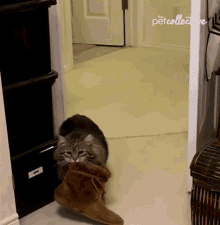 impuls høflighed Seaside Cat With Slippers GIFs | Tenor