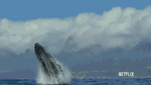 Ok Whale GIF - Ok Whale Explode GIFs