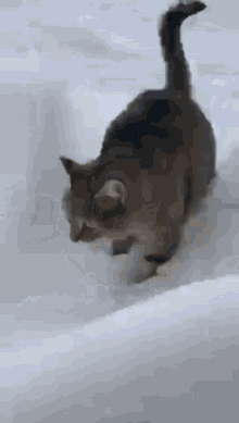 Cat Kitty GIF - Cat Kitty Winter GIFs