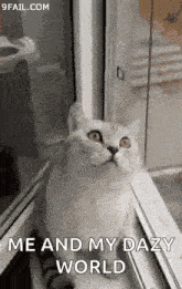 Cat Forgot How To Cat GIF