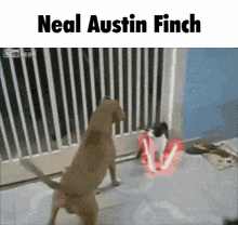 Neal Austin Finch Lightsaber GIF - Neal Austin Finch Lightsaber Cat GIFs