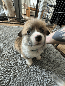 a small brown and white puppy is laying on a gray rug