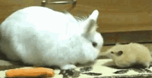 Thief GIF - Rabbit Carrot Thief GIFs