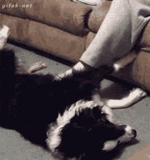 Funny Animals Dog GIF - Funny Animals Dog Belly Rub GIFs