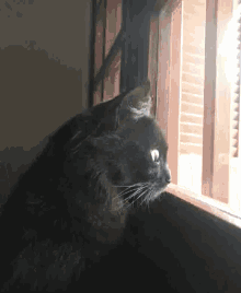Chocada Cat GIF - Chocada Cat GIFs