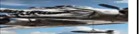 a picture of a plane with a crocodile design on it