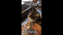 Hello Olivia Cat GIF - Hello Olivia Olivia Cat GIFs