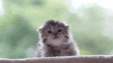 a small fluffy kitten is sitting on top of a blanket looking at the camera .