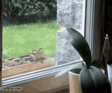 Windows Funny Animals GIF