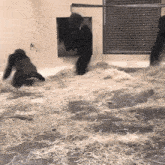 two gorillas are playing in a pile of hay in a cage