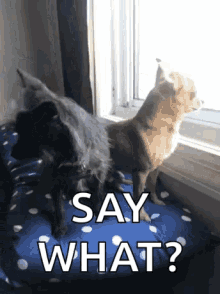 Dogs Say What GIF - Dogs Say What GIFs