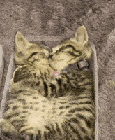 Kitty Sleep Kitten Sleep GIF - Kitty Sleep Kitten Sleep Cuddling In Bed GIFs