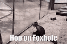foxhole hop on foxhole hop on monkey