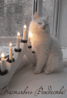 candles cat