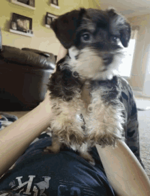 Cute Dog GIF - Cute Dog Stare GIFs