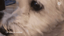 a close up of a dog 's face with the words ok this is normal in the corner