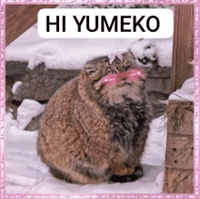 a picture of a cat in the snow with hi yumeko written on it