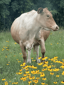 Cow Moo GIF - Cow Moo Texas GIFs