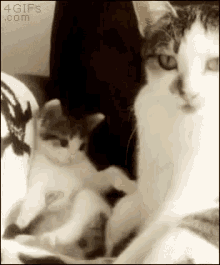 Kitten Imitate GIF