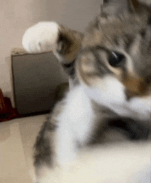 a close up of a cat 's face with a white paw .