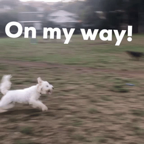 On My Way Teddygroodle GIF - On My Way Teddygroodle Running Dog GIFs