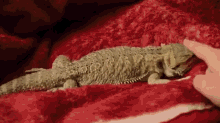 Lizard Wiggle GIF