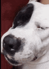 Martin Dogface GIF - Martin Dogface Spasm GIFs