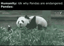 Panda Endangered Funny Fables Ba GIF - Panda Endangered Funny Fables Ba Baby GIFs