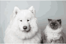 Cat Dog GIF - Cat Dog Yawning GIFs