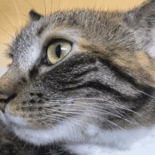 Catears Cats GIF - Catears Cats Wiggle GIFs