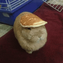 Pancake Bunny GIF