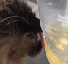 Cat Licking Cup Cat Licking Condensation GIF - Cat Licking Cup Cat Cat Licking Condensation GIFs