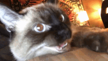 Frosty Cat Hiss GIF - Frosty Cat Hiss Angry GIFs