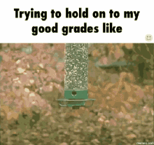Trying To Hold On To My Good Grades GIF - Good Grades Trying To Hold On To My Good Grades Like GIFs