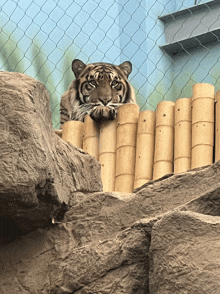 a tiger behind a chain link fence looks over a rock