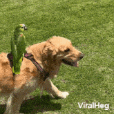 Riding A Dog Parrot GIF - Riding A Dog Dog Parrot GIFs