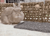 a rabbit is standing next to a wicker fence and a marble surface