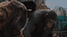 Apes Together Strong Monkey GIF - Apes Together Strong Monkey Weak GIFs
