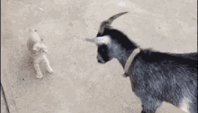 The Brave Little Goat GIF