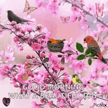 Good Morning Beautiful Day GIF - Good Morning Beautiful Day Birds GIFs