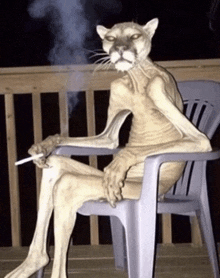 a cat smoking a cigarette while sitting in a chair